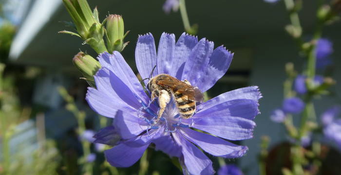 Wegwarte mit Gelbbindiger Furchenbiene